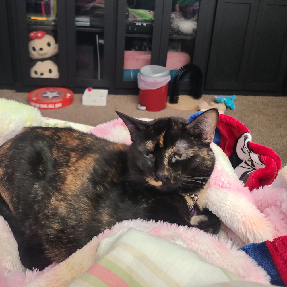 Dizzy, a black tortie kitty