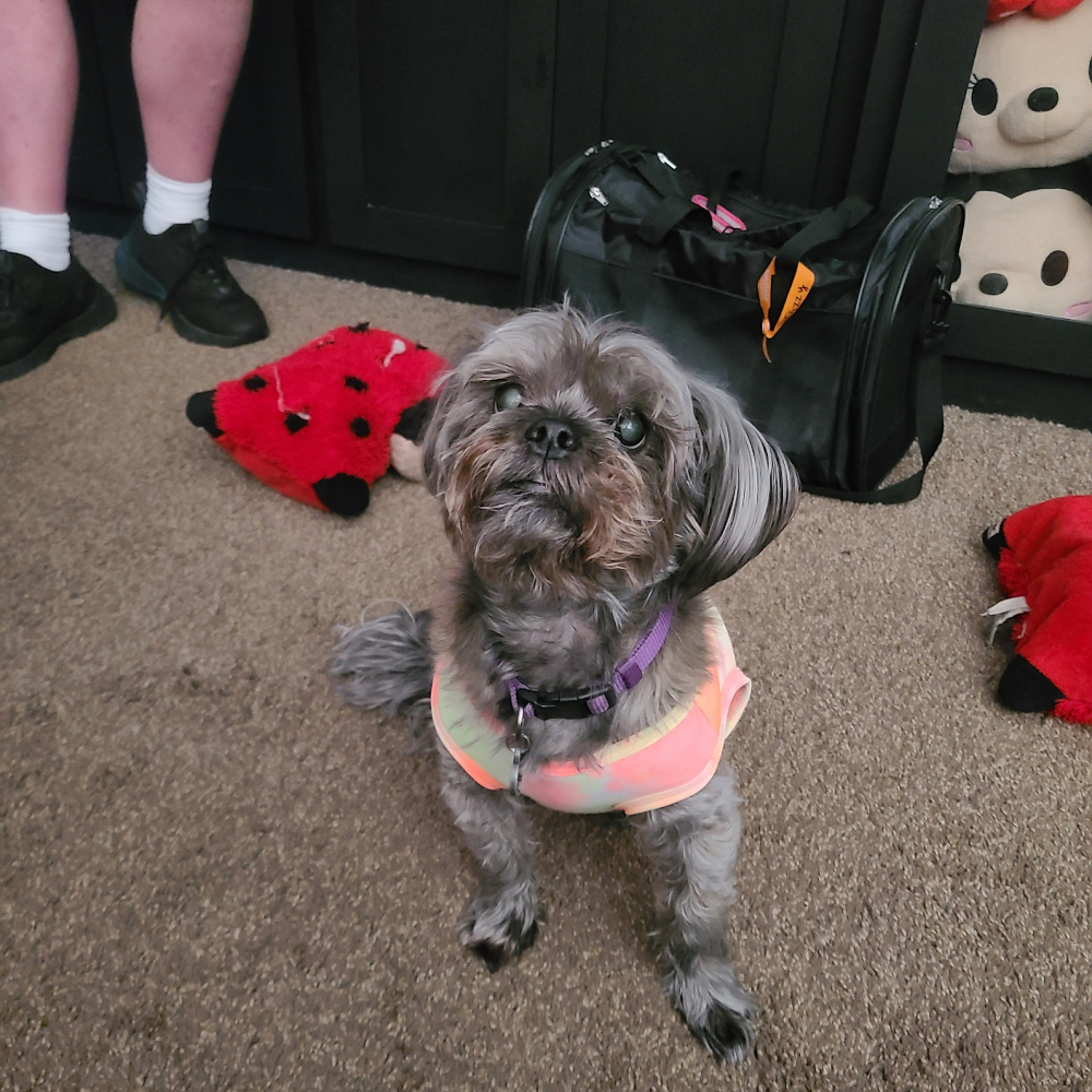Lady, a tan shorkie pup
